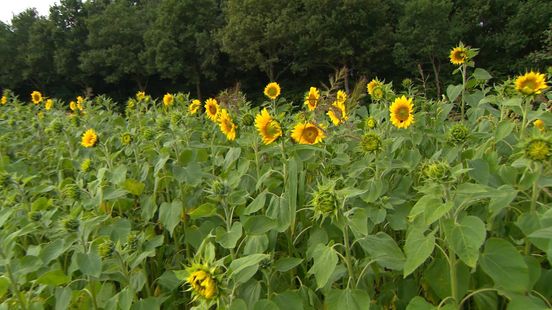 Boer uit Wedde geeft gratis zonnebloemen weg: 'Bijna te goed gelukt'