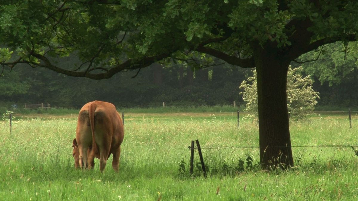 Ontsnapte koe houdt gemoederen in Lettele al weken bezig