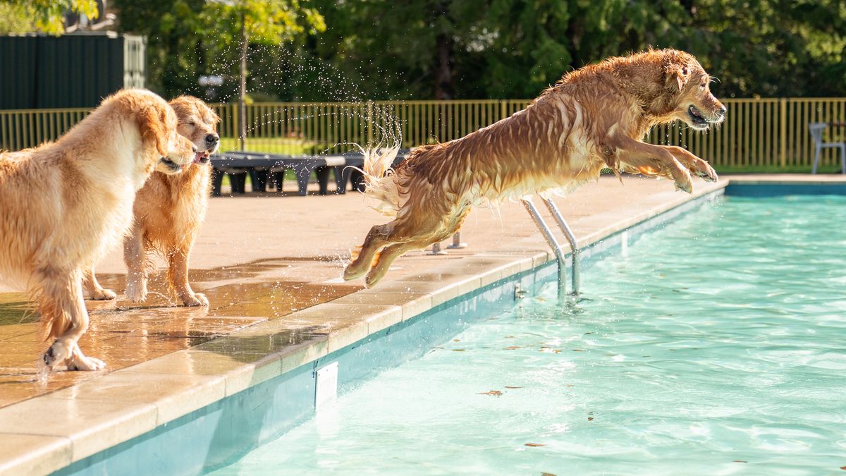Honden sluiten het zwemseizoen in Zorgvlied af met frisse duik