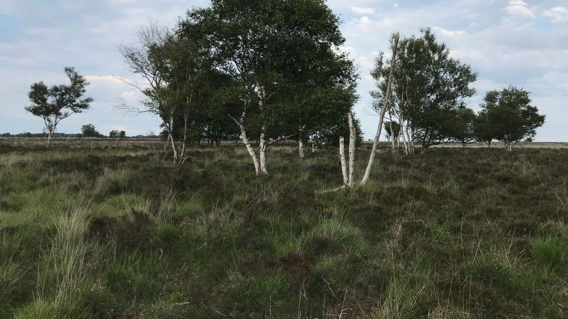 Vergrassing in het Bargerveen door stikstofneerslag. Door de stikstof groeit gras goed en verdwijnt heide (Rechten: Serge Vinkenvleugel/RTV Drenthe)