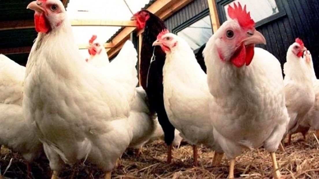 Streep door vergunning voor omstreden kippenstal