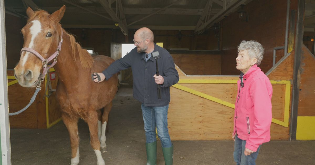 Fryske Vlogger doet vrijwilligerswerk bij paardenpension: 