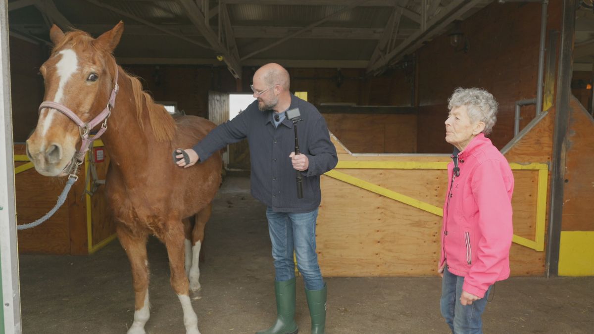 Vrijwilligers geven gepensioneerde paarden in Bitgummole ruimte, rust en liefde