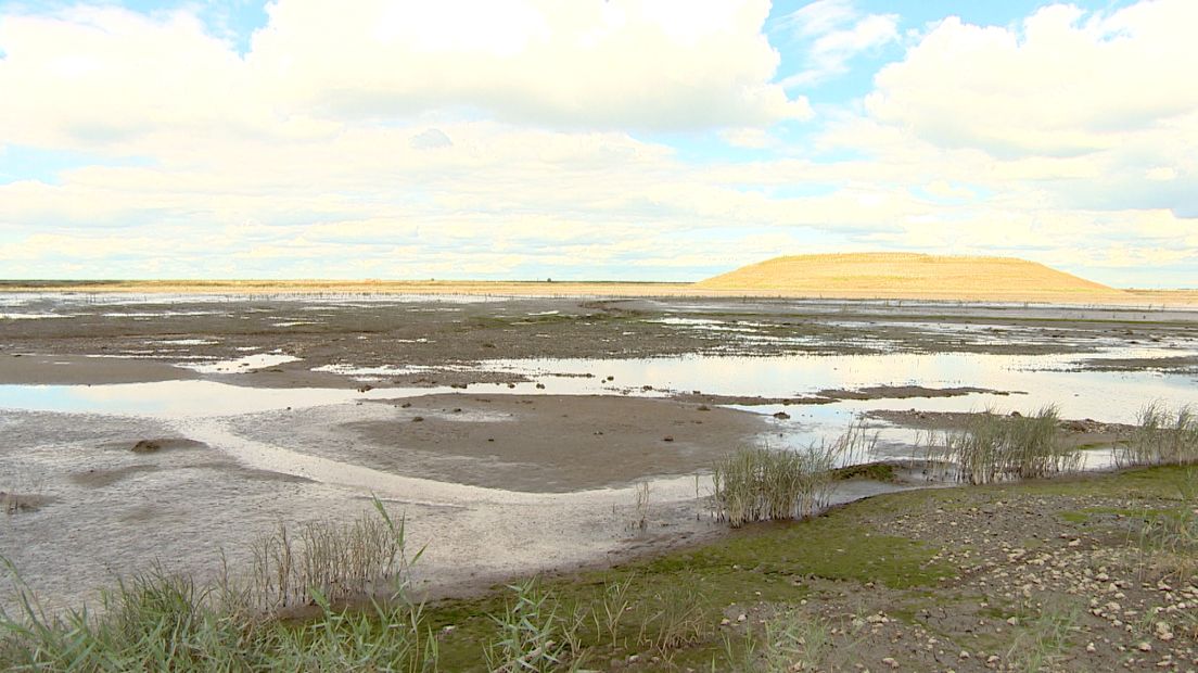 Hedwigepolder