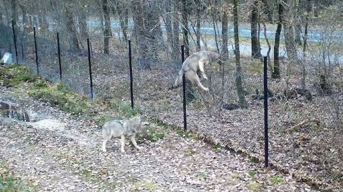 Dit hek houdt de wolf niet tegen