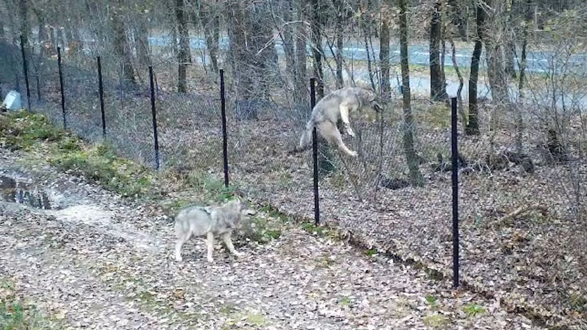 Zo komt de wolf over het hek van de Hoge Veluwe Omroep Gelderland