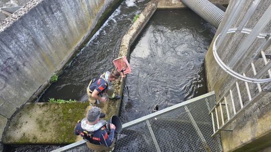 Brandweer redt acht eendjes die dreigen te verdrinken Home