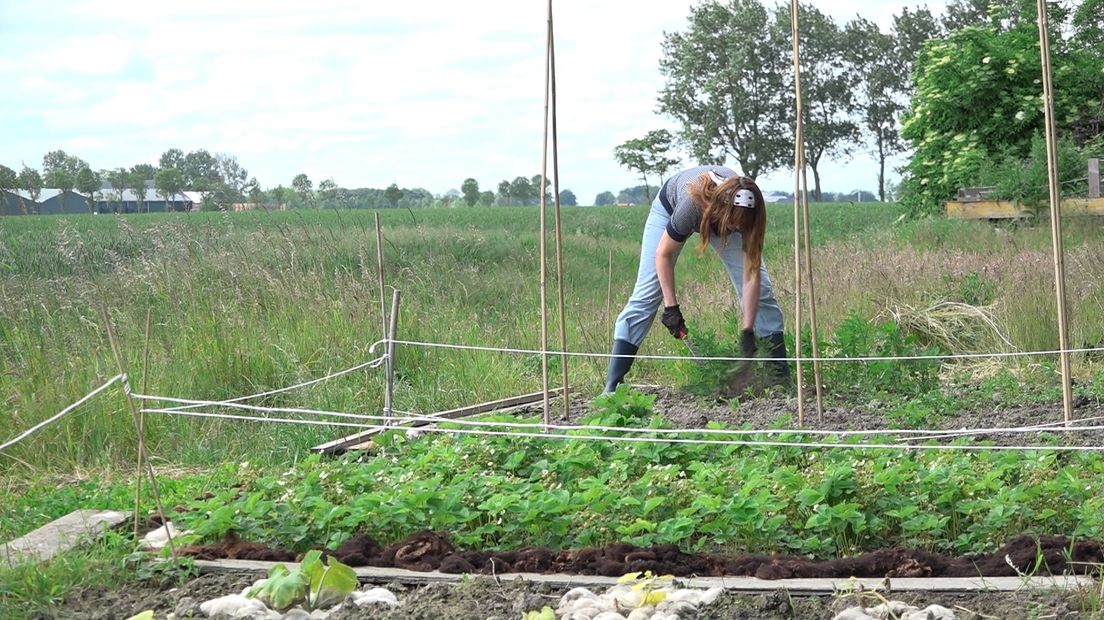 In Ulrum heeft Hellen haar grote moestuin