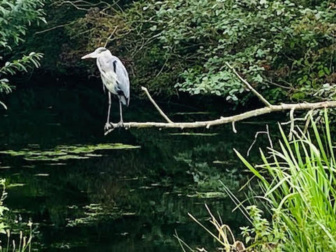 Reiger in het Kralingse Bos