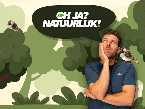 Waarom vallen vogels niet uit bomen als ze slapen?
