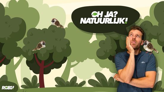 Waarom vallen vogels niet uit bomen als ze slapen? Nieuws