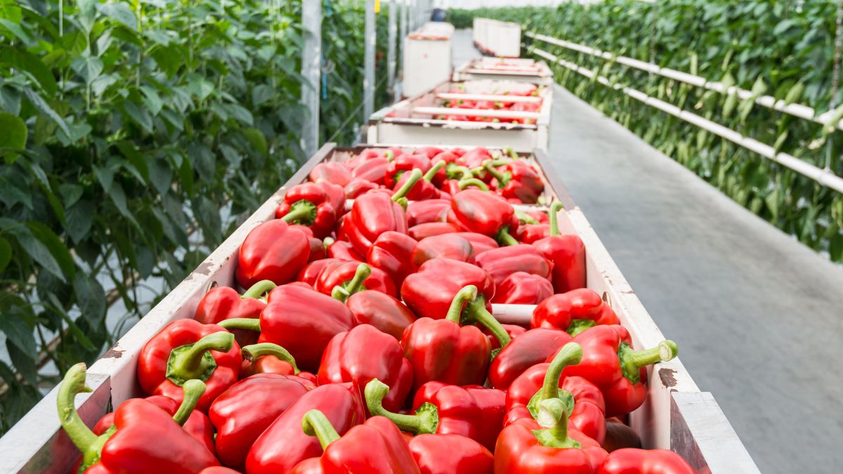 Hoge energieprijzen leggen glastuinbouwer QLP in Sexbierum voor onbepaalde tijd stil