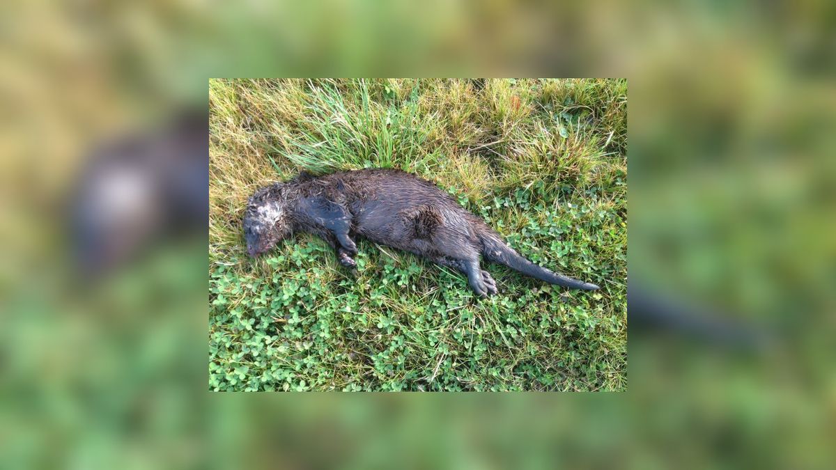 VIDEO: Aanleg otterpassage Gytsjerk is begonnen