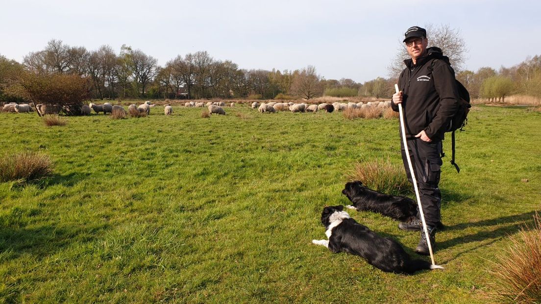 Schaapherder Reint Benak met zijn bordercollies Mitch en Donna (Rechten: RTV Drenthe/Dylan de Lange)