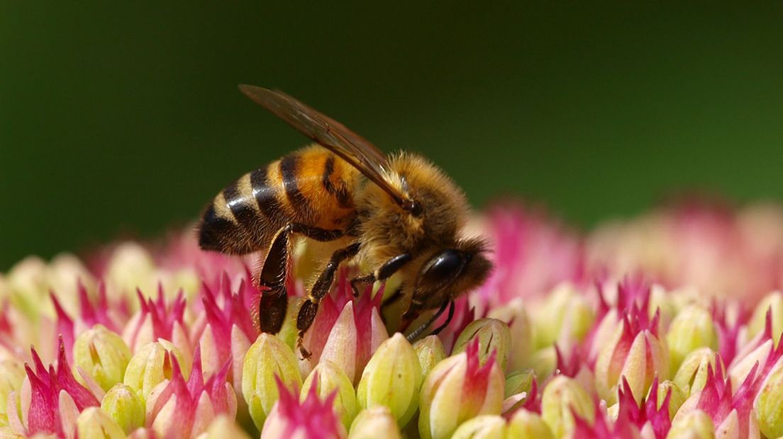 De honingbij is een belangrijke bestuiver van bloeiende planten (Rechten: Saxifraga/Rudmer Zwerver)