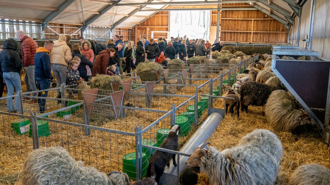 Lammetjesdag in Ruinen