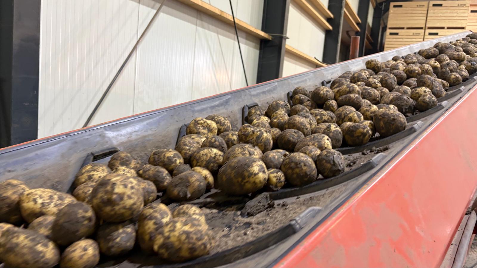 De aardappels bij Bram Joostema