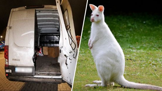 Bizarre vondst in bestelbus: drie albino-wallaby’s