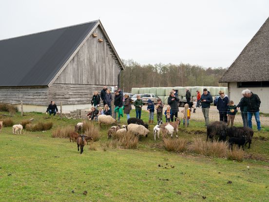 Natuurorganisaties: wens voor tweede schaapskudde op Holtingerveld