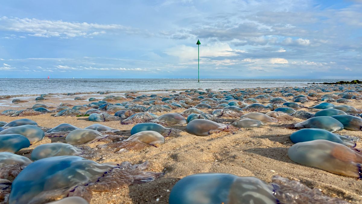 Strand bij Oost-Vlieland vol met honderden kwallen
