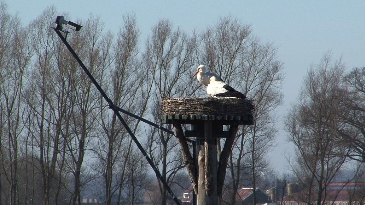 Drie ooievaarskuikens geboren in nest Wilsum, ga via de webcam op kraamvisite
