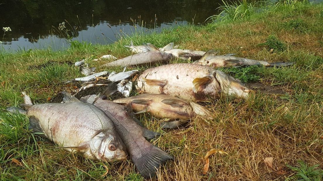 Dode vissen in Hengelo