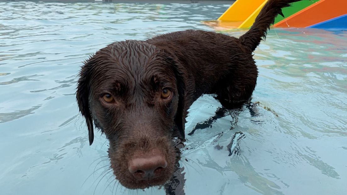 Bijna tweehonderd honden kwamen plonsen in Ommen