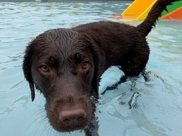 Spetter pieter pater, lekker in het Ommense water: 200 honden plonsen voor het goede doel