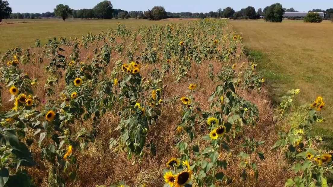 De enorme rij zonnebloemen.