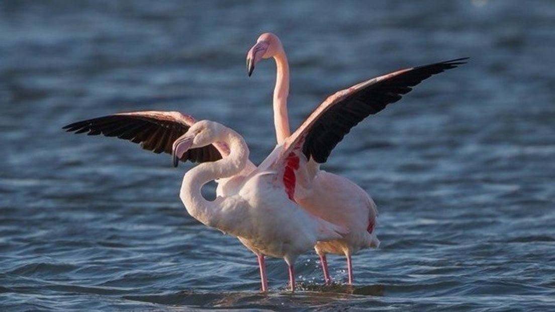 Extra controles om flamingo's rust te gunnen