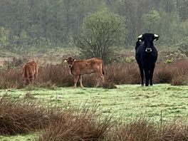 Gedrag grote grazers in Drents-Friese Wold verandert door wolf