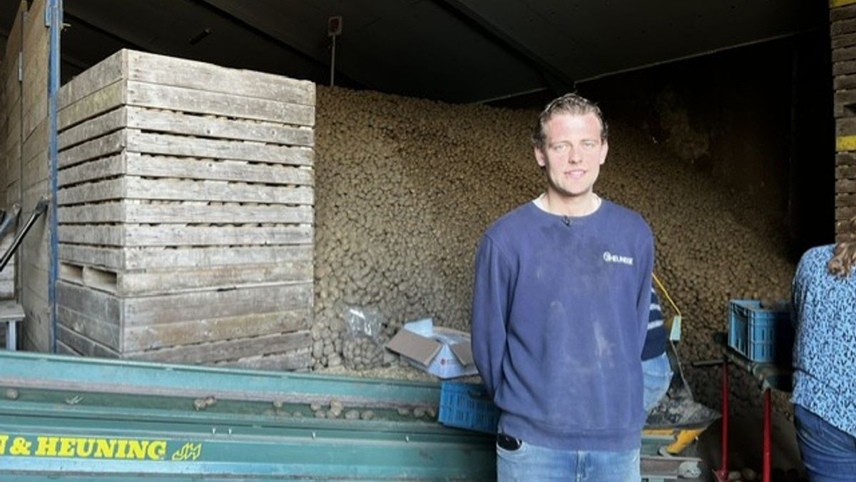 Aardappelprijs onder de 2 cent: boerenbroers openen verkoop in eigen schuur