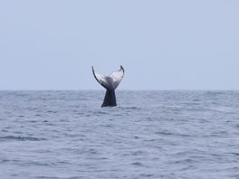 Bultrug gespot voor Haagse kust