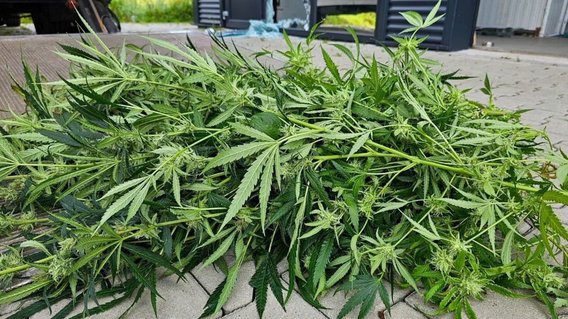 Wietplanten gekweekt in bedrijfspand