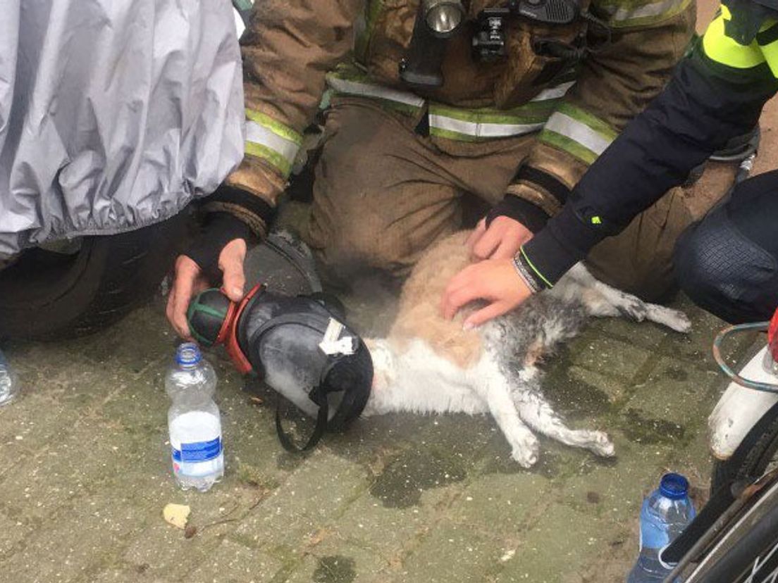 Een kat krijgt zuurstof na de brand.