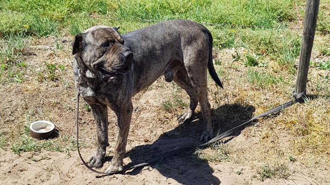 Hond achtergelaten aan paal in brandende zon