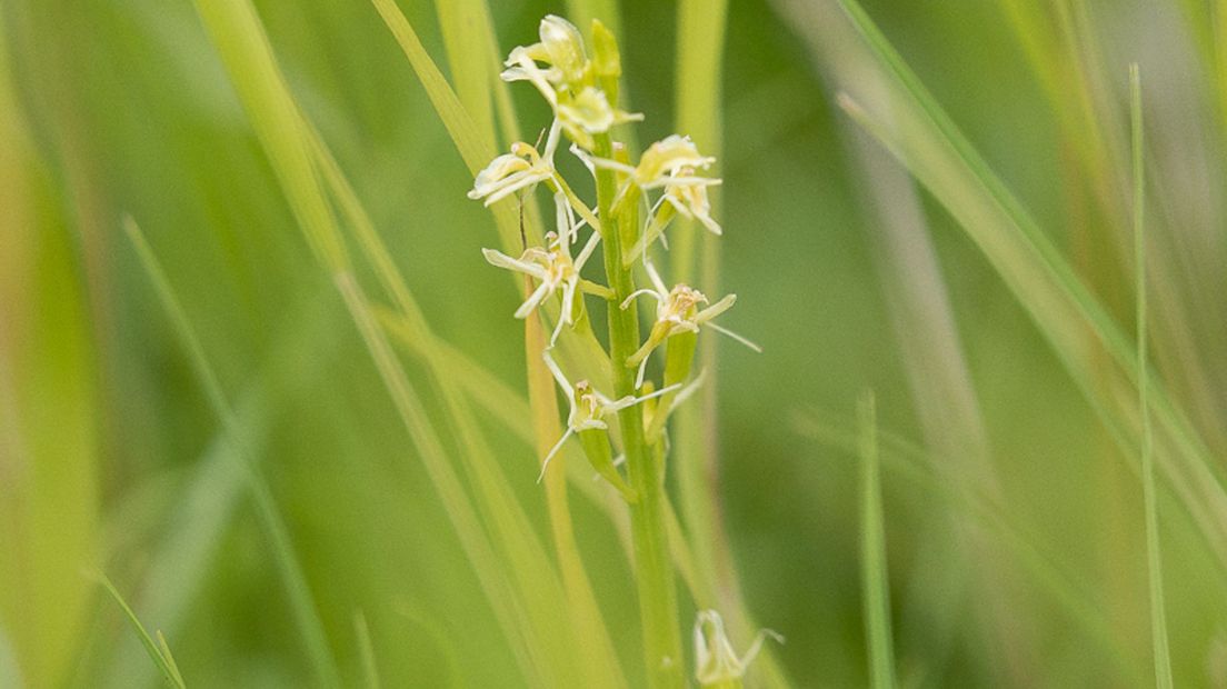 Natuurmonumenten ontdekt beschermde groenknolorchis in natuurherstelgebied