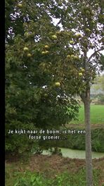 De langste boomgaard in Europa