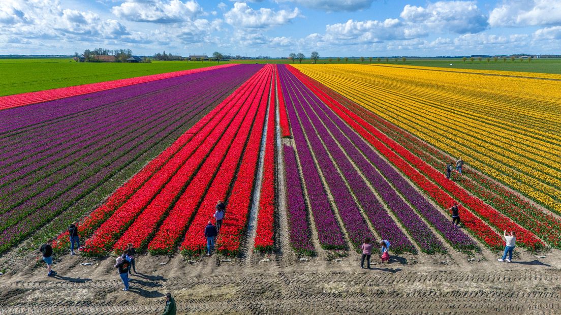 Toeristen in een tulpenveld bij Woldendorp