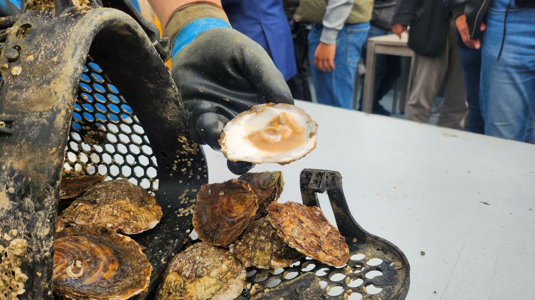 De eerste oesters van het seizoen