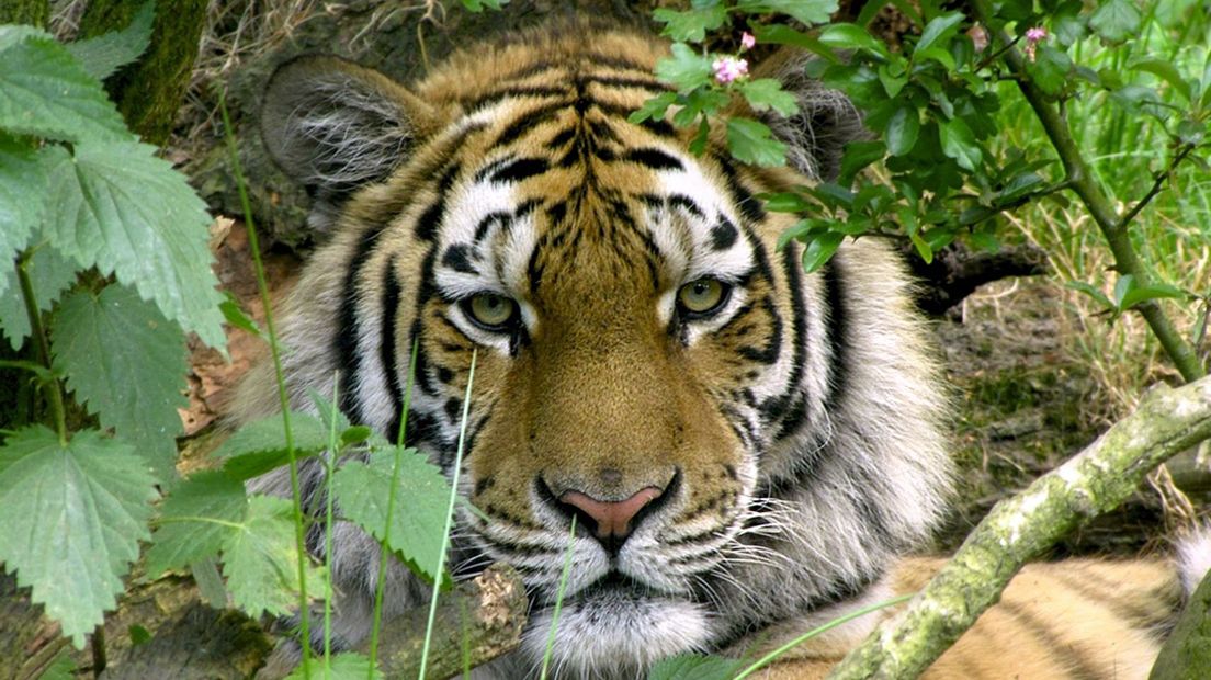 Siberische tijger Ilya op archiefbeeld.
