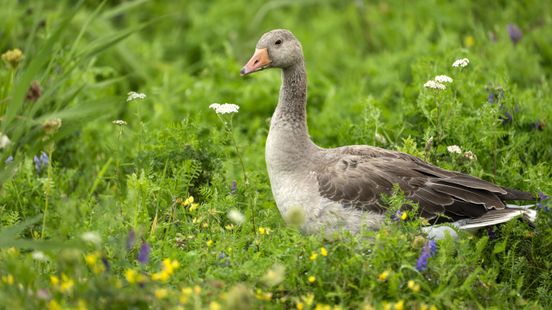 Grauwe gans veroorzaakt miljoenenschade bij Overijsselse boeren Nieuws