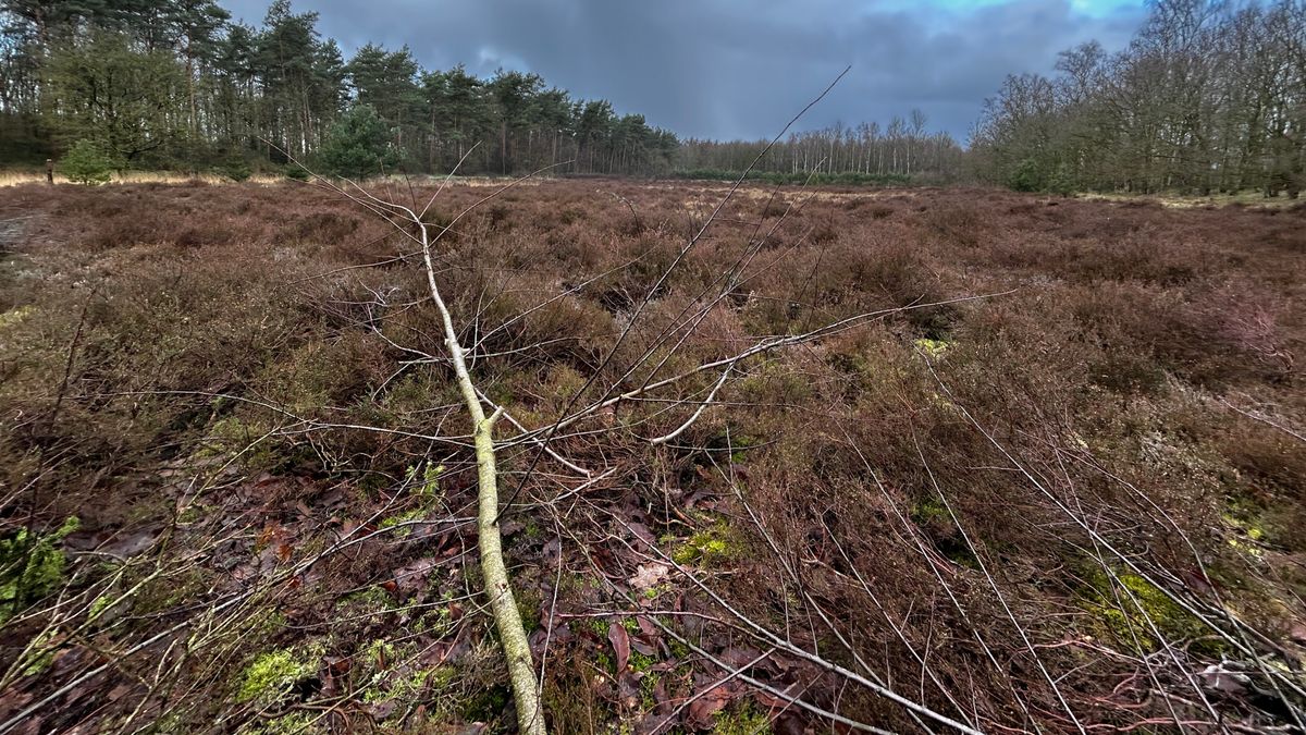 Vrijwilligers steken handen uit de mouwen om heide te 'redden'