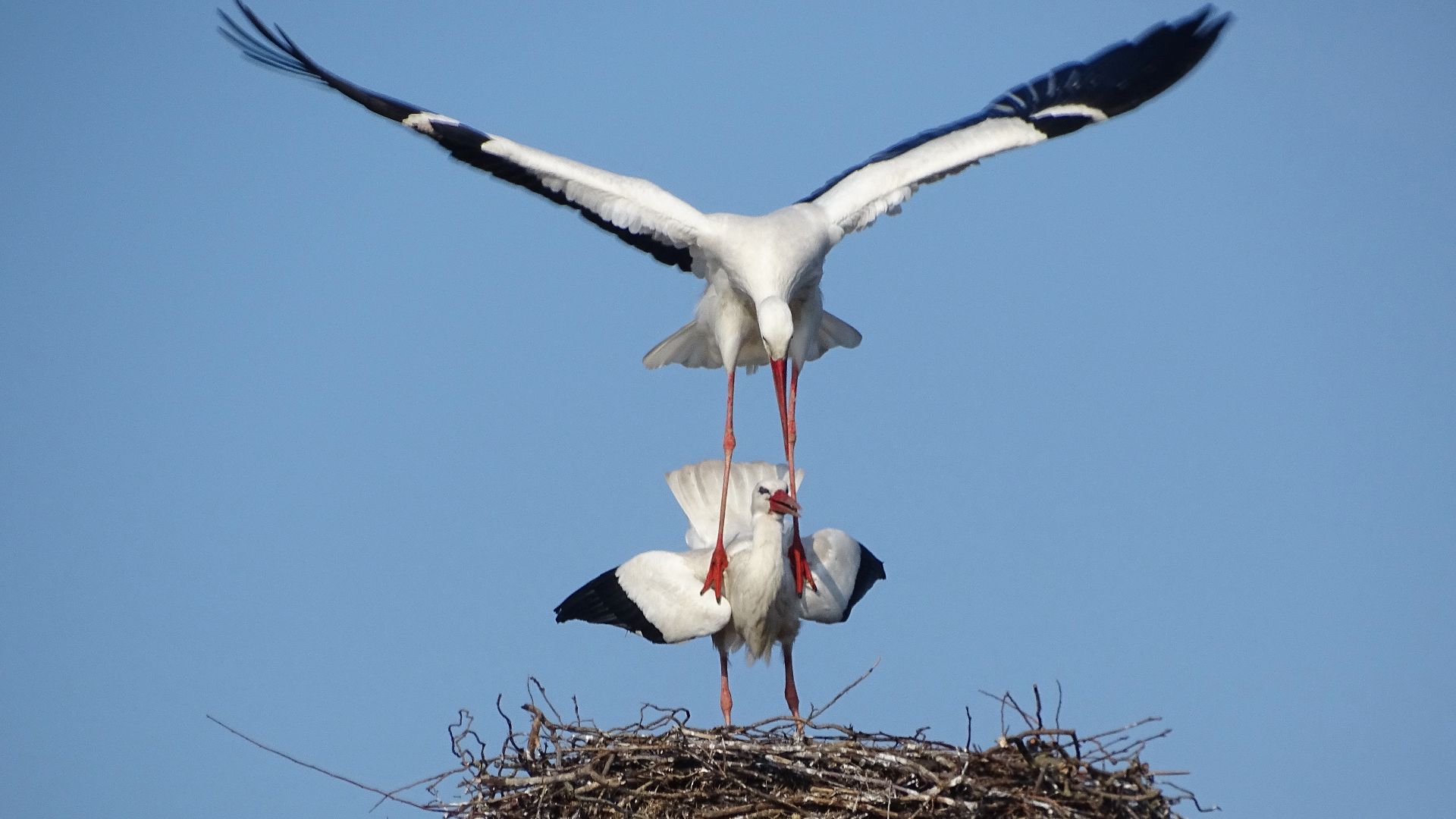De ooievaar maakt een sterke comeback: veel nesten in Zegveld en Westbroek te zien