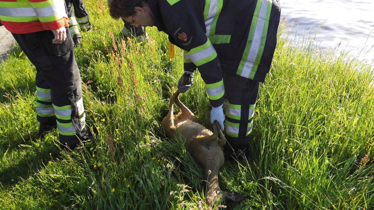 Reddingsactie voor ree in Bruchterveld komt te laat, dier verdronken
