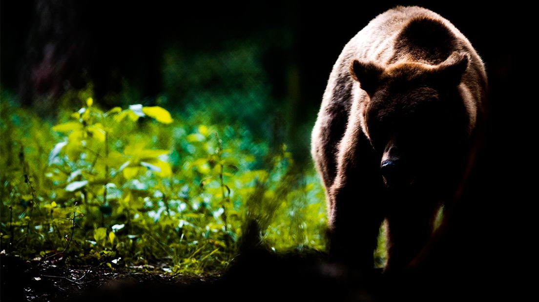 Geen Nederlandse, maar een Bulgaarse bruine beer