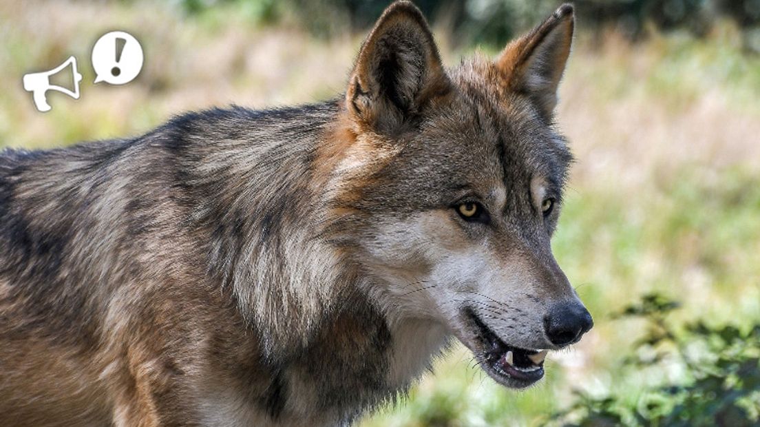 Zijn we te bang voor de wolf? (Rechten: Pixabay.com)