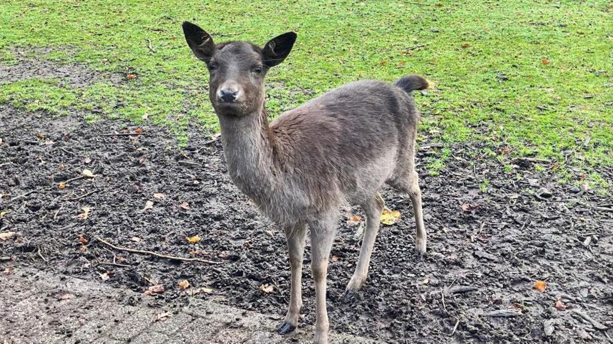 Opnieuw hert dood op kinderboerderij door verkeerd voer