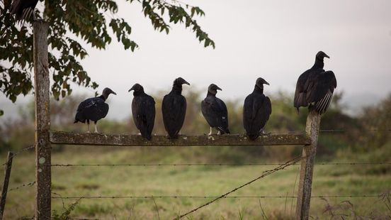 Vogelgriep bij dierhandel Wadenoijen, niet alle vogels worden geruimd