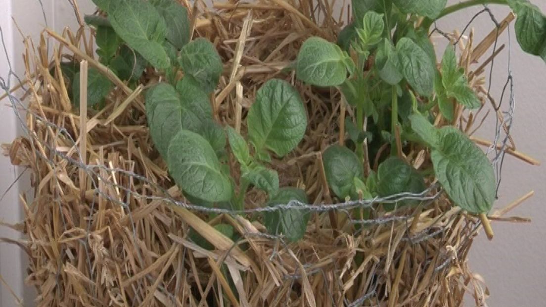 Aardappelen kweken op je balkonnetje